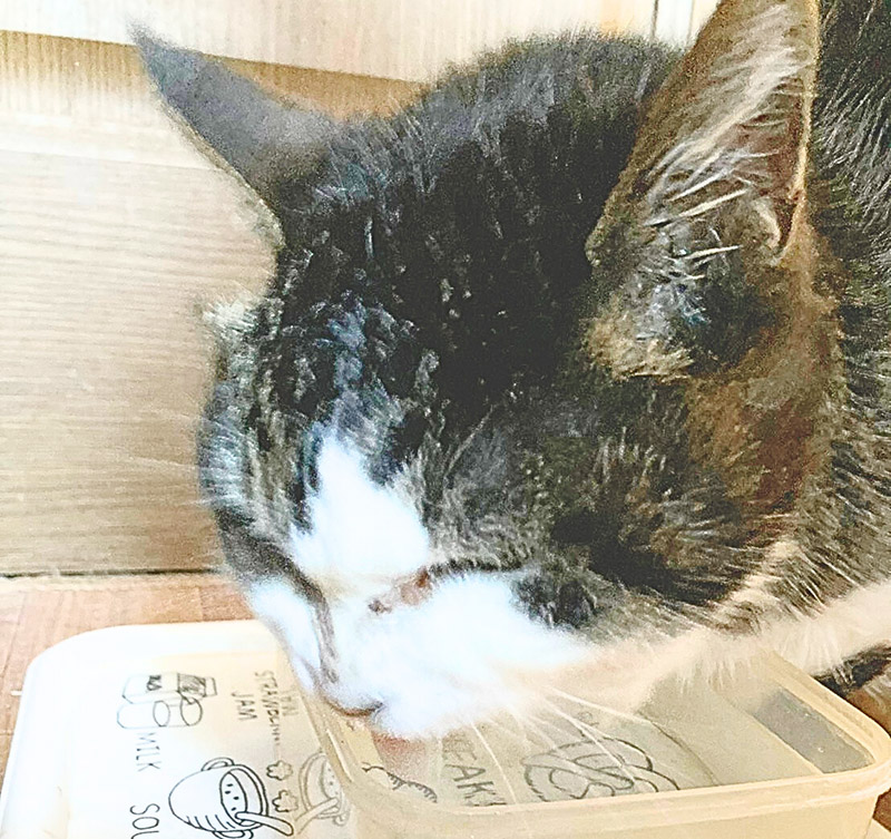 ”多飲する猫”